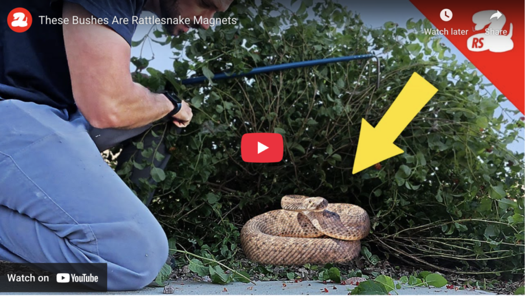 These Bushes Are Rattlesnake Magnets